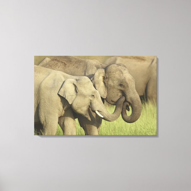 Toile Éléphants asiatiques indiens (Recto)