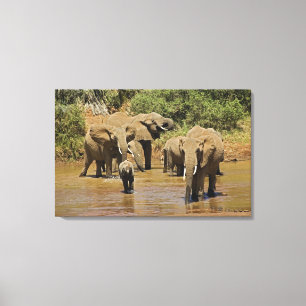 Toile Éléphants d'Afrique, Loxodonta Africana, Samburu