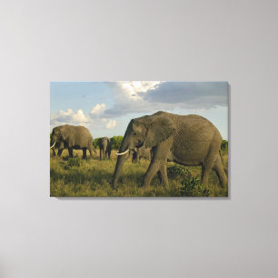 Toile Éléphants d'Afrique paissant, Loxodonta africana,