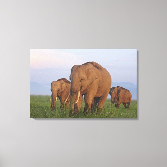 Toile Éléphants indiens dans la prairie (Recto)