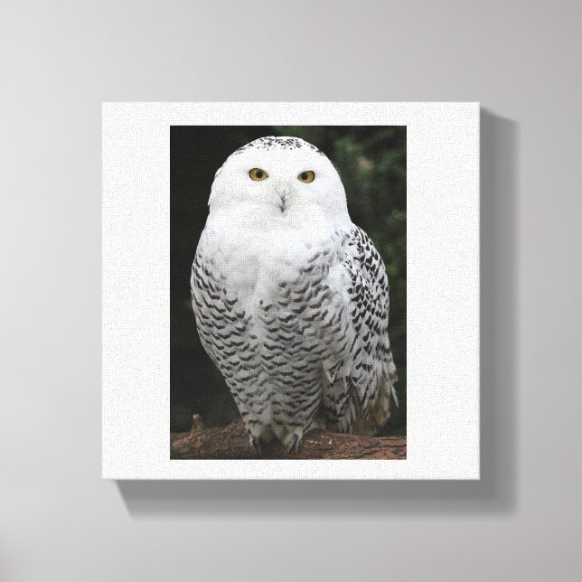 Toile embouteillée Premium (brillant) (Recto)