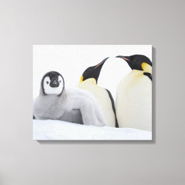 Toile Empereur Penguin (Aptenodytes forsteri) (Recto)