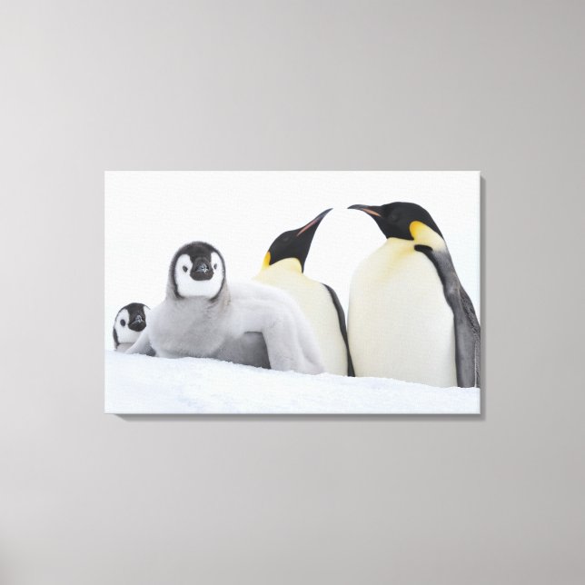 Toile Empereur Penguin (Aptenodytes forsteri) (Recto)