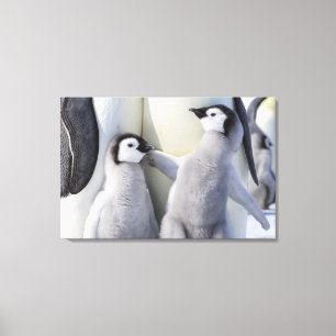 Toile Empereur Pingouin
