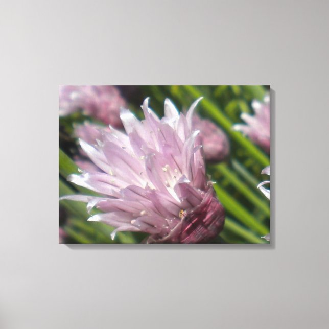 Toile en fleur de foie (Recto)