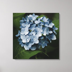 Toile encadrée Hydrangea Bleu 8515