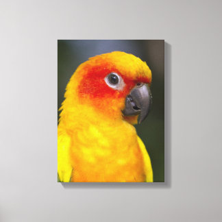 Toile enrobée de perroquet Sun Conure