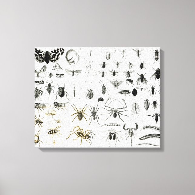 Toile Entomologie, Myriapoda et Arachnida (Recto)