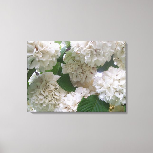 Toile - Enveloppé - Hydrangeas blanches l (Recto)