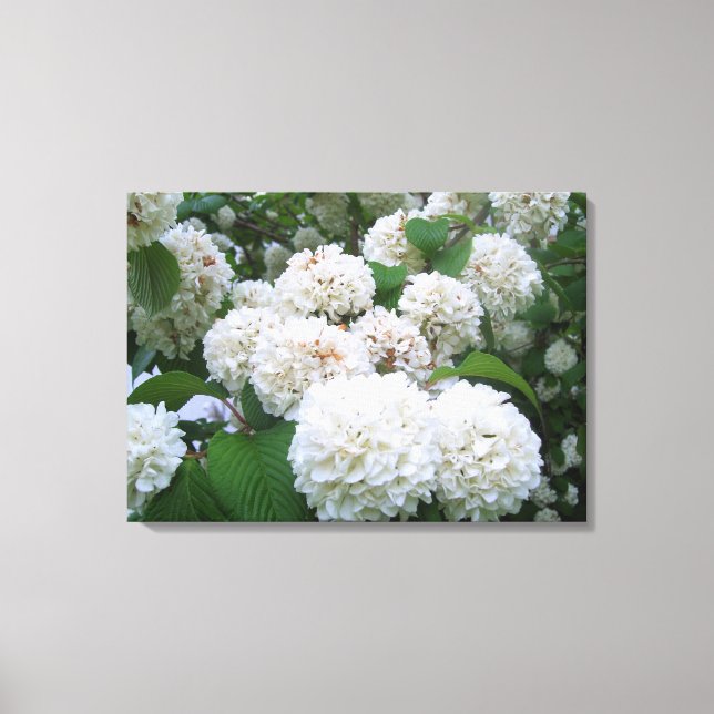 Toile - Enveloppé - Hydrangeas blanches toutes (Recto)
