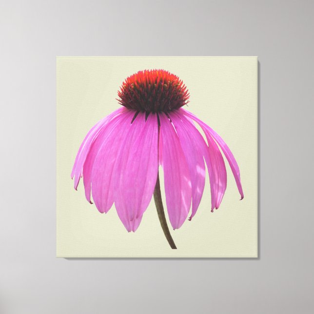 Toile - Enveloppée - Confleur pourpre - Echinacea (Recto)