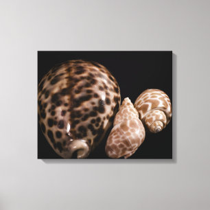 Toile Enveloppée Cowrie Cones