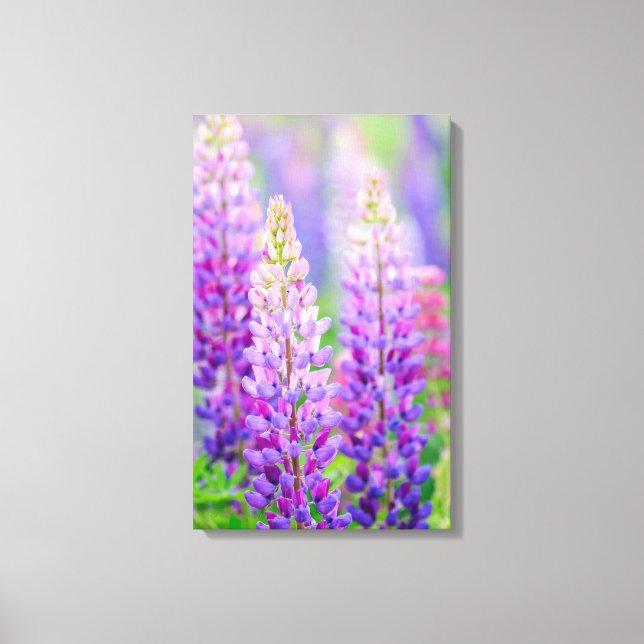 Toile Enveloppée De Lupin Pourpre (Recto)