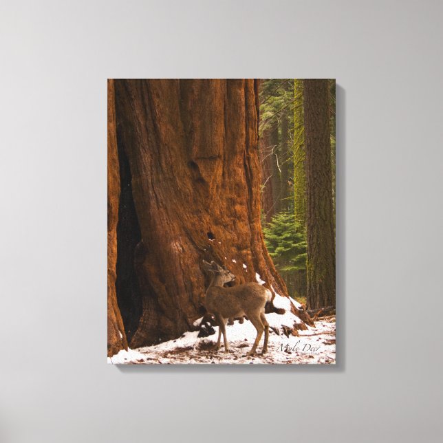 Toile Enveloppée de Mule Deer (Recto)