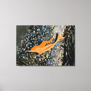 toile enveloppée de sirène de plongée