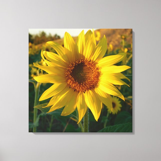Toile Enveloppée De Tournesol (Recto)