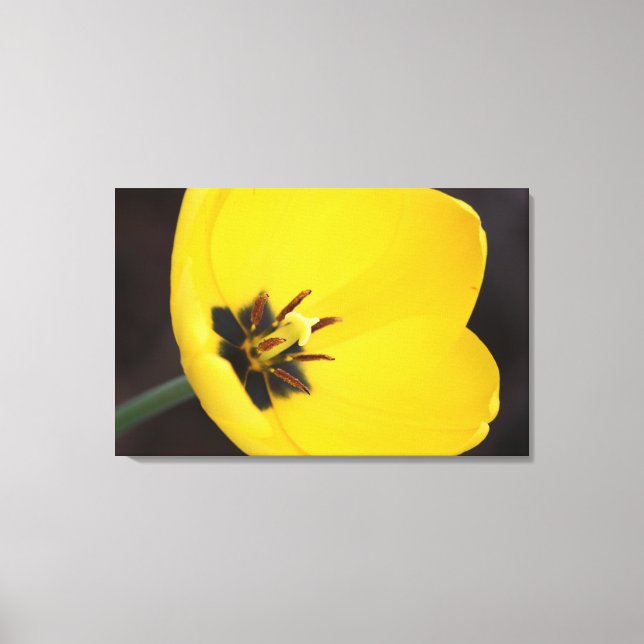 Toile enveloppée de tulipe jaune ouverte (Recto)