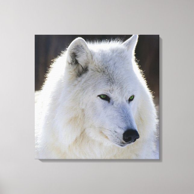 Toile enveloppée/Loup blanc teint vert (Recto)