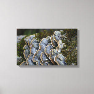 Toile Enveloppée Photo Arbre De Champignons