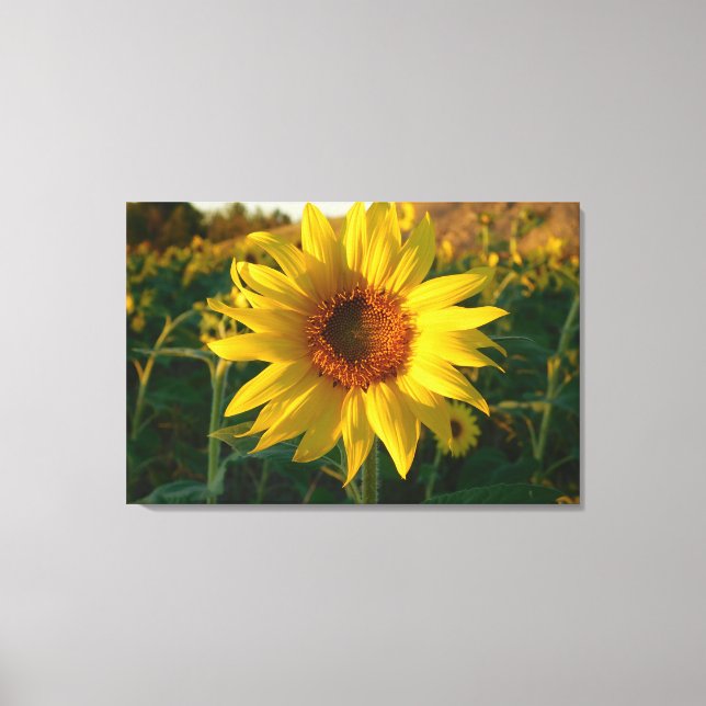 Toile Enveloppée série tournesol Imprimer (Recto)