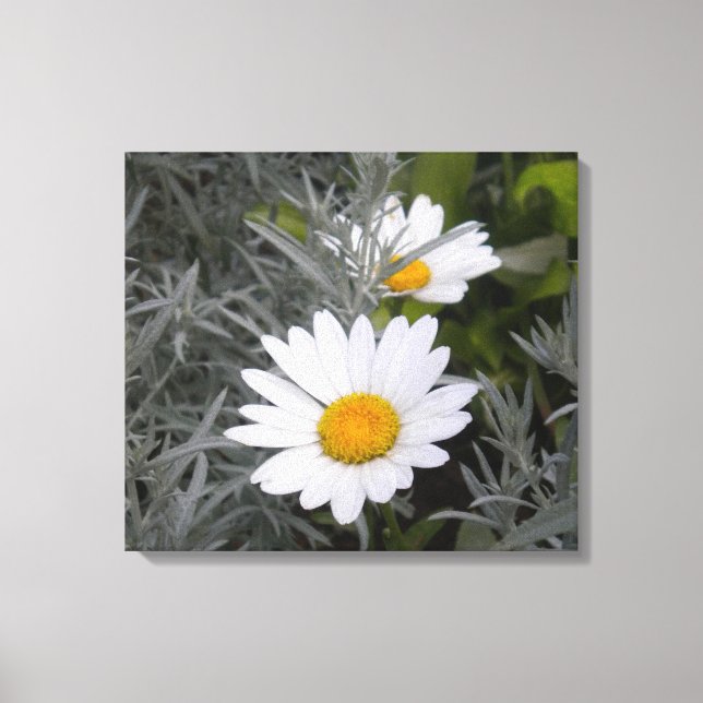 Toile enveloppée Shasta Daisies (Recto)