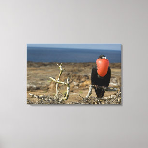 Toile Équateur, Galapagos, Île Genovesa. Prince