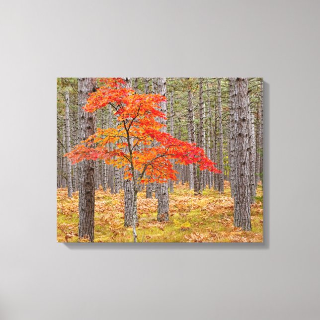 Toile Érable aux couleurs d'automne (Recto)
