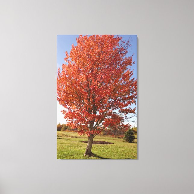 Toile Érable d'automne avec feuilles rouges en feu (Recto)
