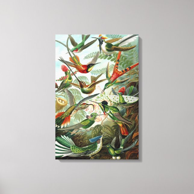 Toile Ernst Haeckel Trochilidae Hummingbird (Recto)