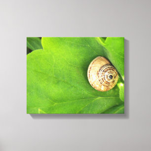 Toile escargot
