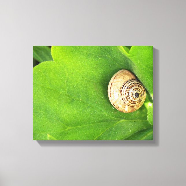 Toile escargot (Recto)