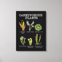 Espèces Plantes carnivores Saracenia Vénus Flytrap