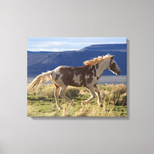Toile Étalon en course, montagnes de Steens, Oregon