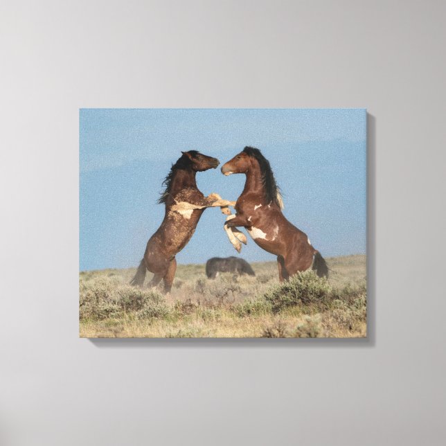 Toile Étalons de chevaux sauvages se battant (Recto)