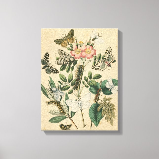 Toile Étapes de la vie des papillons par Vision Studio (Recto)