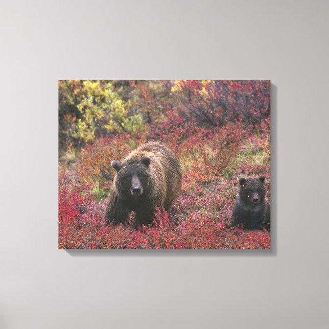Toile États-Unis, Alaska, Parc national de Denali. Ours  (Recto)