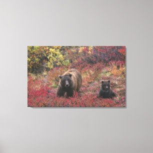 Toile États-Unis, Alaska, Parc national de Denali. Ours 