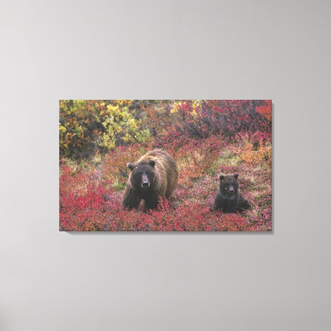 Toile États-Unis, Alaska, Parc national de Denali. Ours  (Recto)