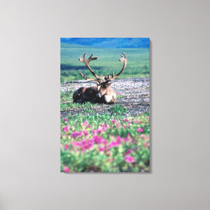 Toile États-Unis, Alaska, Parc national Denali, Caribou