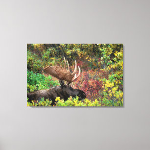Toile États-Unis, Alaska, Parc national Denali, Orignal