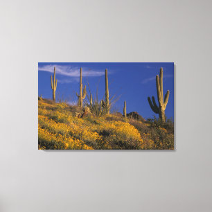Toile États-Unis, Arizona, Organ Pipe Cactus National 2