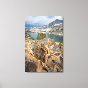 Toile États-Unis, Californie, Forêt nationale d'Inyo.