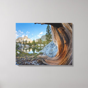 Toile États-Unis, Californie, Forêt nationale d'Inyo. Vi