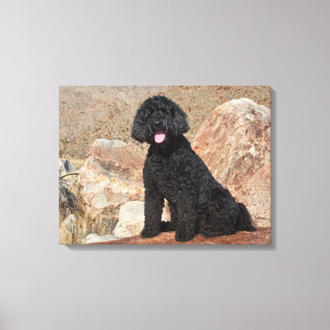 Toile États-Unis, Californie. Garde de Labradoodle (Recto)