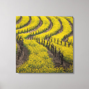 Toile États-Unis, Californie, Napa Valley, Los Carneros
