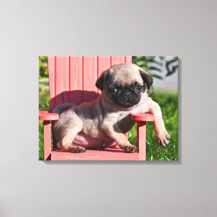 Toile États-Unis, Californie. Pug Puppy Slouching