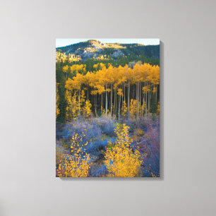 Toile États-Unis, Colorado. Trembles jaune vif dans les 