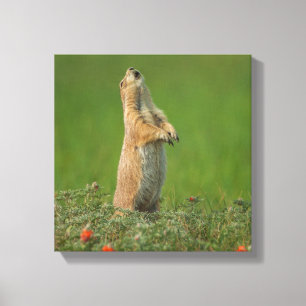 Toile États-Unis, Dakota du Sud, Parc d'État de Custer