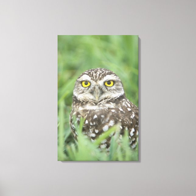 Toile États-Unis, Floride, Cape Coral, Chevêche des terr (Recto)