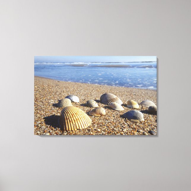 Toile États-Unis, Floride, coquillages côtiers (Recto)